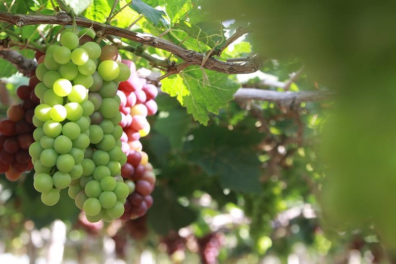 Hội trại UEF ngày 1 - hình4